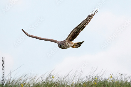 Hen harrier Circus cyaneus female in flight over grass. Bird of prey in wildlife