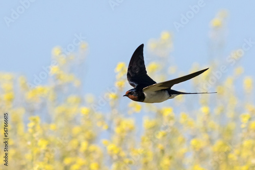 barn swallow flying over spring steppe flowers. Cute bird on high speed.