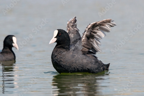 Eurasian coot Fulica atra swimming on water with open wings. Cute waterbird in wildlife.