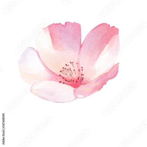 Cherry Blossom petal watercolor