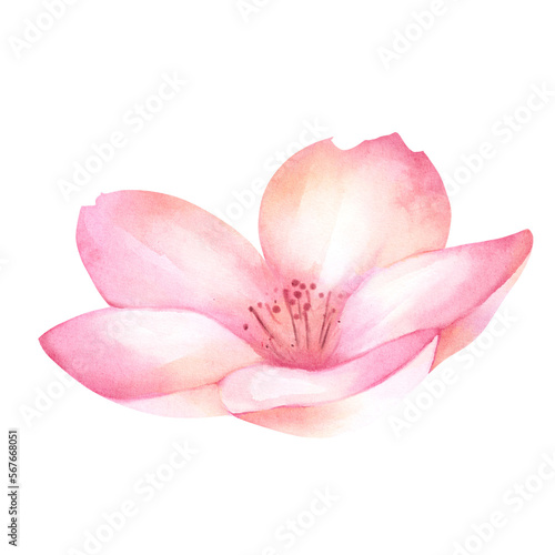 Cherry Blossom petal watercolor