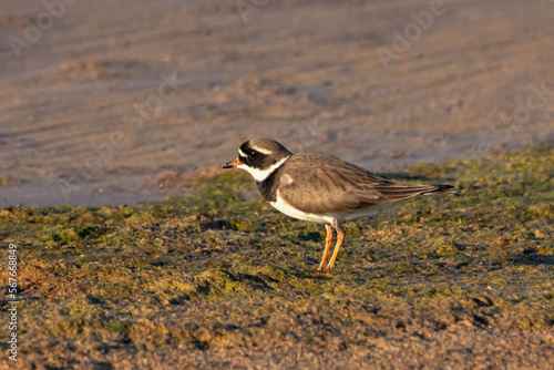 common ringed plover Charadrius hiaticula standing on shore dirt. Cute little wader in wildlife
