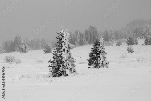 Covered with snow pine trees in a snowy mountain - black and white image.