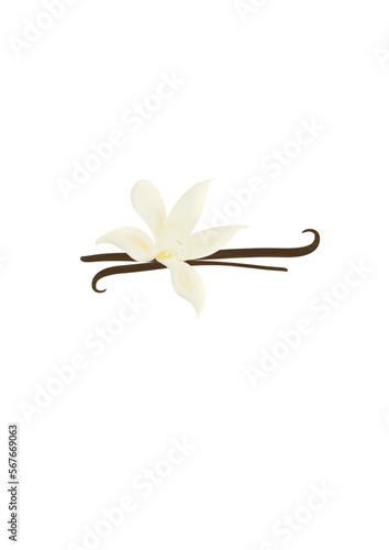 Beautiful illustration of vanilla flower with dried pod.
White orchid. Isolated image on white background.
