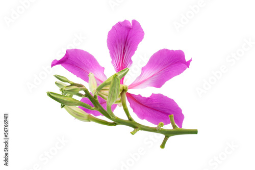 Macro closeup of pink flower (Bauhinia purpurea tree) with isolated on transparent background