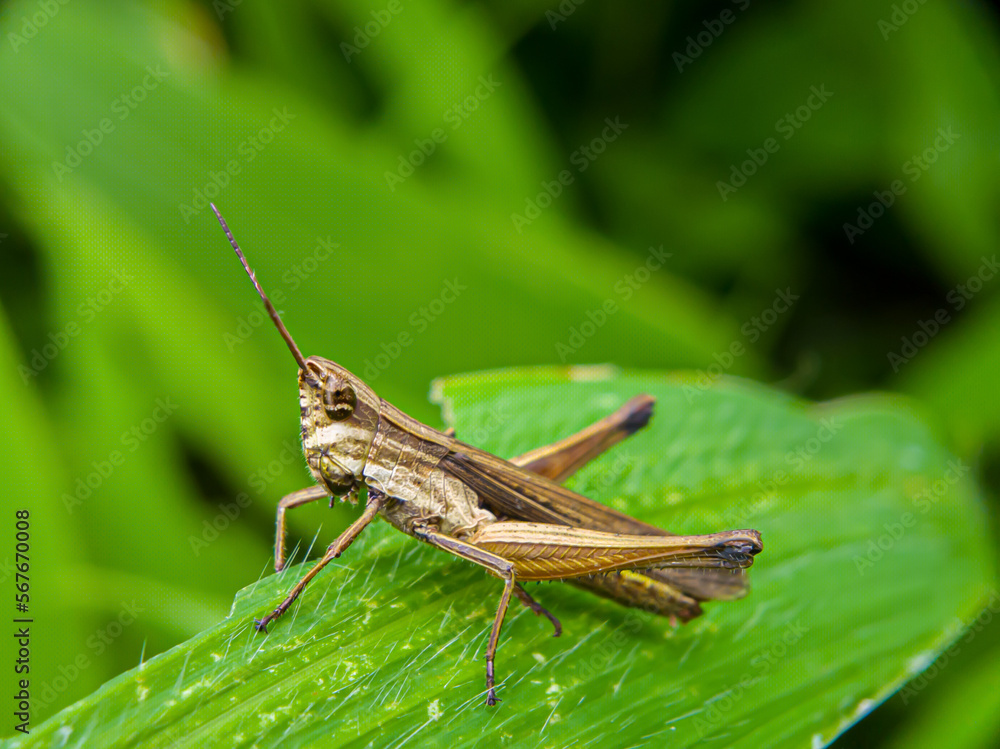 Dichromorpha viridis Or grasshoppers Grasshopper on a green leaf Dichromorpha viridis Or grasshoppers Grasshopper on a green leaf