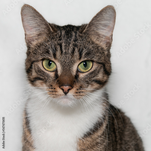 Portrait of a beautiful gray tabby cat with beautiful bright green eyes, open mouth and white chest. Fangs protrude from the mouth. Gray striped cat. Meowing cat. Close-up. White background.
