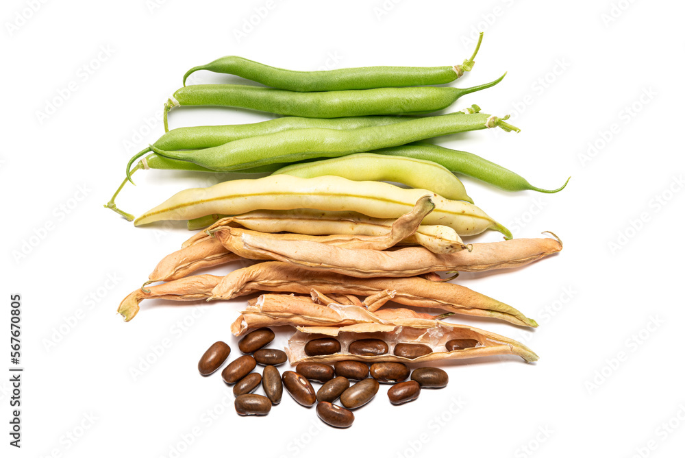 Seed saving, Bush Beans from green fresh produce through to dried and collected, isolated on a white background. Seed saving, Bush Beans from green fresh produce through to dried and collected, isolated on a white background.