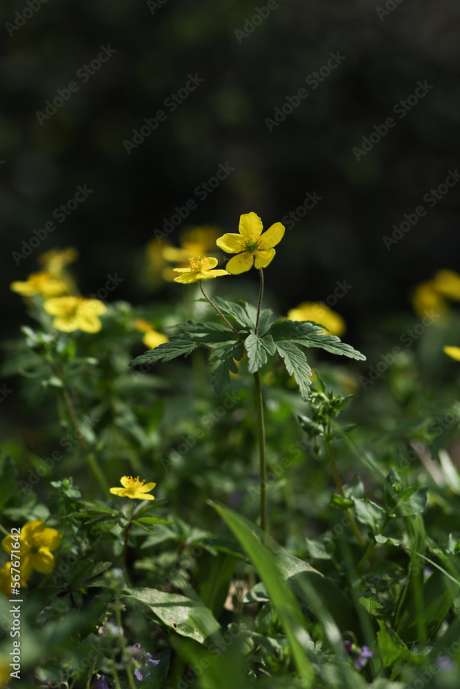 Φωτογραφία Geum urbanum, Cibo salutare, erbe spontanee, prato edibile, biologico, foraging