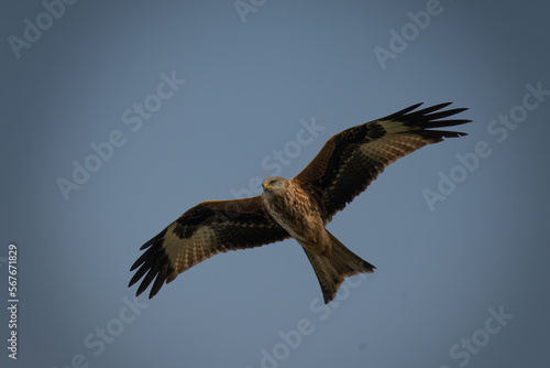 Red Kite in Flight