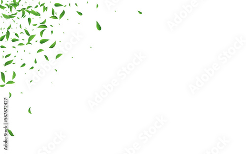 Forest Leaf Organic Vector White Background