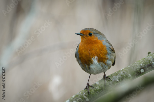 Robin perching © Chris Palmer