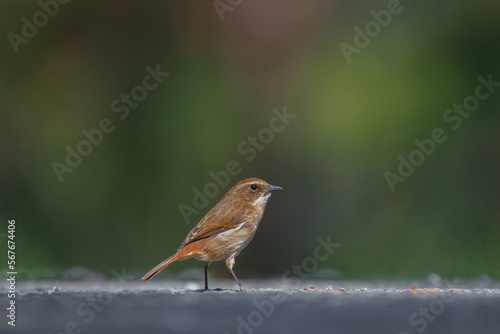 A closeup of a Female Gray Bushchat ( Saxicola ferrea )  bushchat with dull brown color , rufous tail , white supercilium , white throat and belly and wing patches ,female,thailand photo