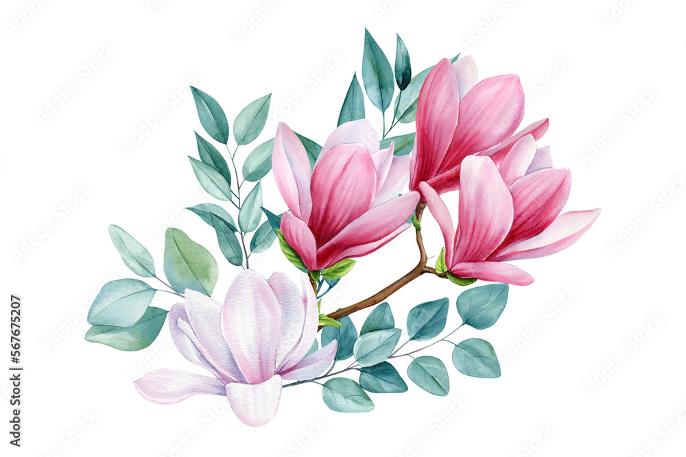 Flowers set with magnolia flowers and eucalyptus leaves. Floral Isolated elements. Watercolor Botanical illustration Flowers set with magnolia flowers and eucalyptus leaves. Floral Isolated elements. Watercolor Botanical illustration