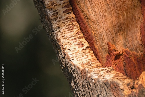 Detail of cork oak tree bark. (Quercus suber) photo
