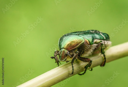 Piękny kolorowy błyszczący chrząszcz na zielonej łące