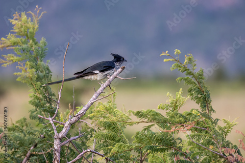 An African striped cuckoo is perched on a bare tree branch against leafy green branches and a blurred background. photo