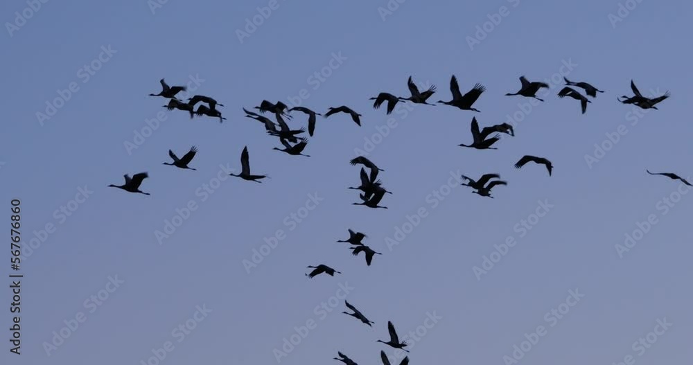 Flock of common cranes in the Camargue, France Flock of common cranes in the Camargue, France