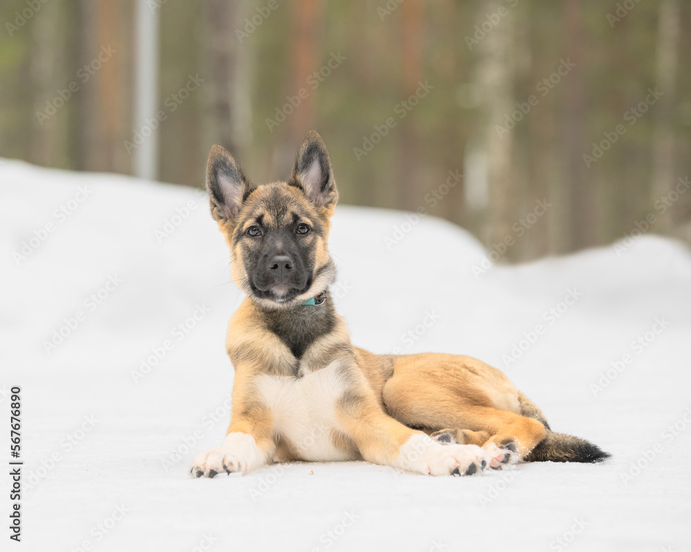 East siberian laika puppy is lying in the snow