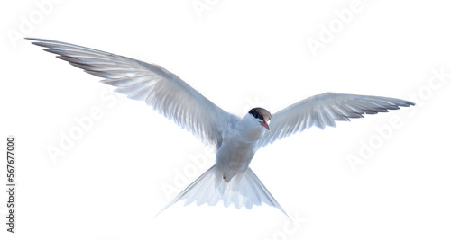 Common tern (Sterna hirundo) flying © Juha Saastamoinen