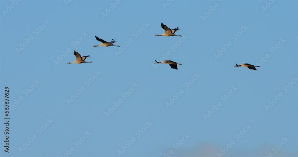 Flock of common cranes in the Camargue, France Flock of common cranes in the Camargue, France