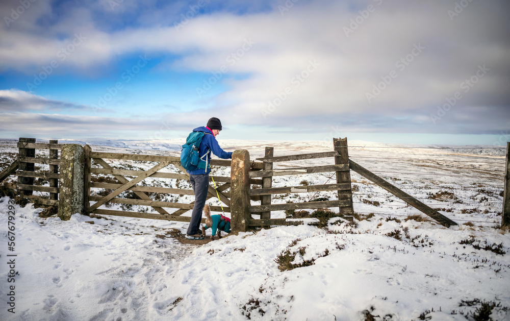 Φωτογραφία A hiker and their dog going through the gate on the snow covered summit of Bolt's Law in winter near Blanchland, Northumberland  in England UK