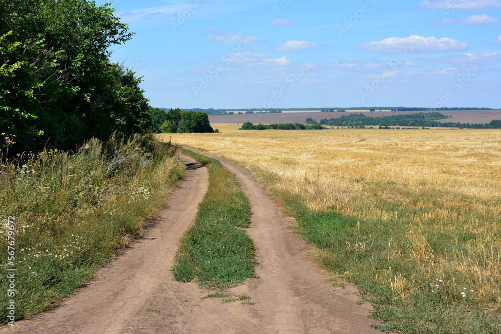 country road along the forest and agricultural field going to horizon with hills and blue sky