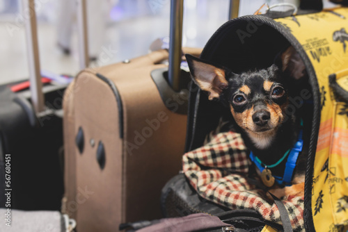 Dog in the airport hall before the flight, near luggage suitcase baggage, concept of travelling with pets, small black dog sitting in the pet carrier before the trip at the terminal station