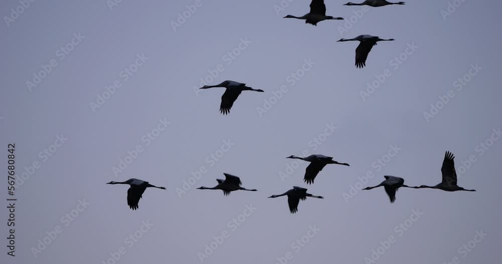 Flock of common cranes in the Camargue, France Flock of common cranes in the Camargue, France