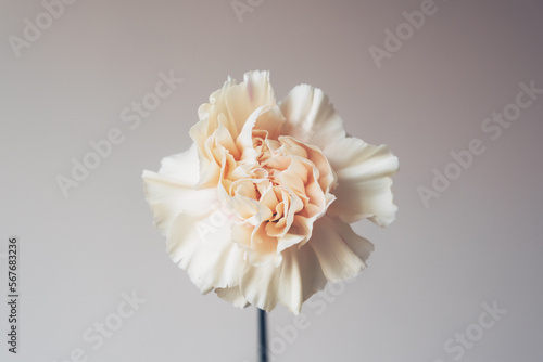 Beautiful fresh carnation flower in full bloom against neutral background, close up. Floral still life. Copy space for text.