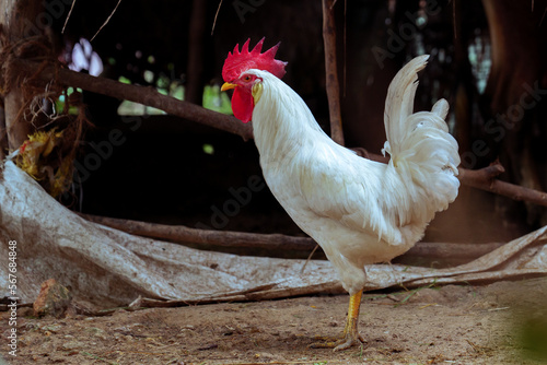 South Indian White Color Country Chicken Behind the Village photo