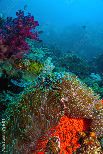 Fototapeta Naklejka Na Ścianę i Meble -  Coral reef South Pacific