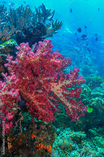 Red soft corals off coast of North Sulawesi, Indonesia