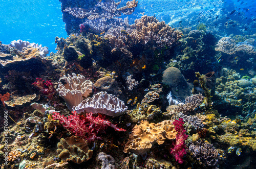 Coral reef South Pacific photo