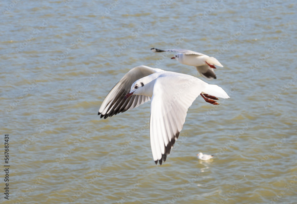 White birds in flight. Seagull in flight over water