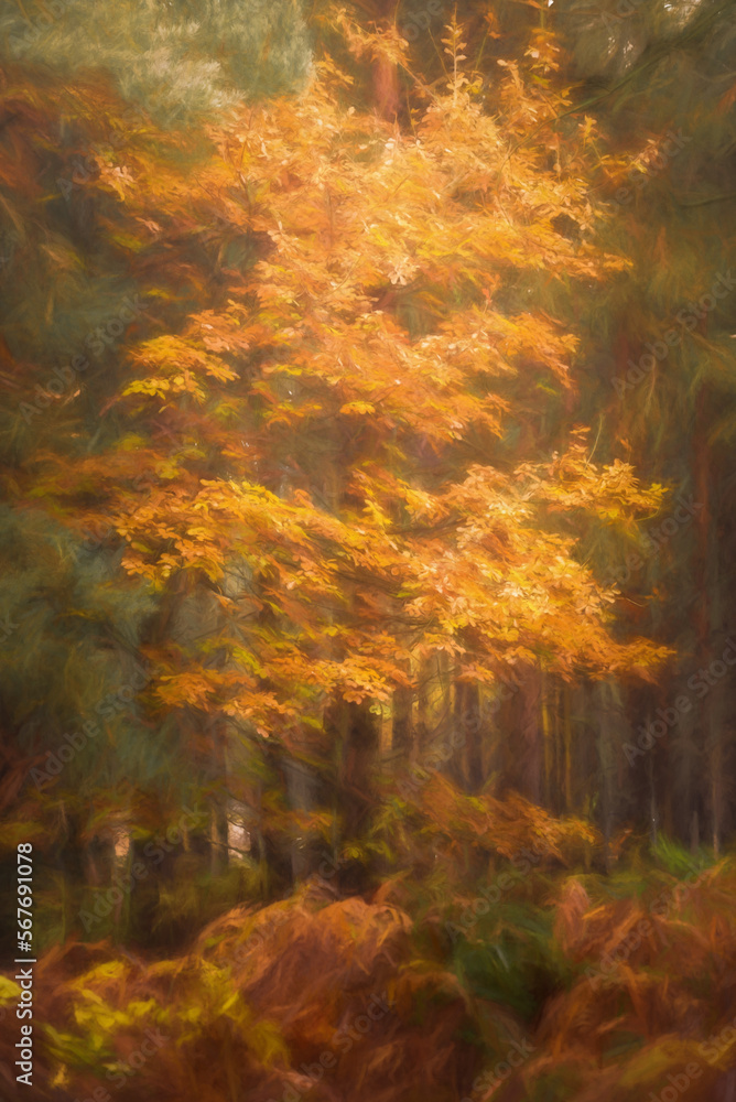 Digital painting of golden autumnal fall tree and leaf colours at Birches Valley, Cannock Chase in Staffordshire.