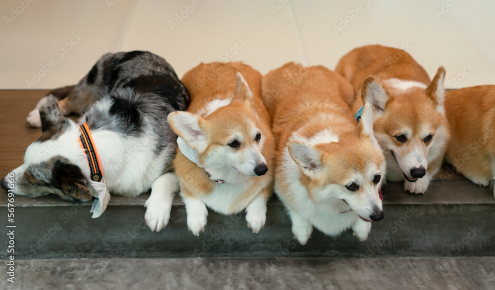 Group of curious Pembroke Welsh Corgi, adorable Welsh Corgi lying on the floor Group of curious Pembroke Welsh Corgi, adorable Welsh Corgi lying on the floor