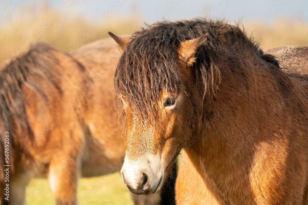 Head of a wild brown Exmoor pony, against a blue sky in the nature reserve in Fochteloo, Fall colors in winter. The Netherlands. Selective focus
