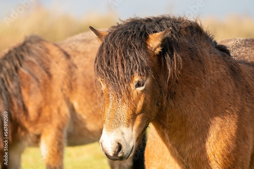 Obraz na płótnie Head of a wild brown Exmoor pony, against a blue sky in the nature reserve in Fochteloo, Fall colors in winter. The Netherlands. Selective focus w salonie