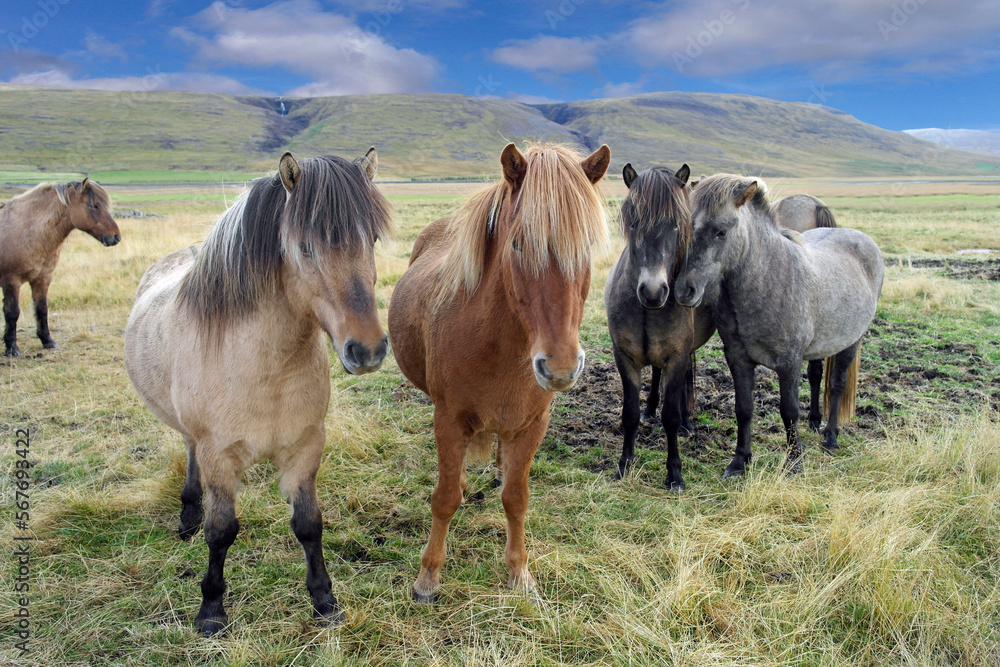 Icelandic Horses Icelandic Horses