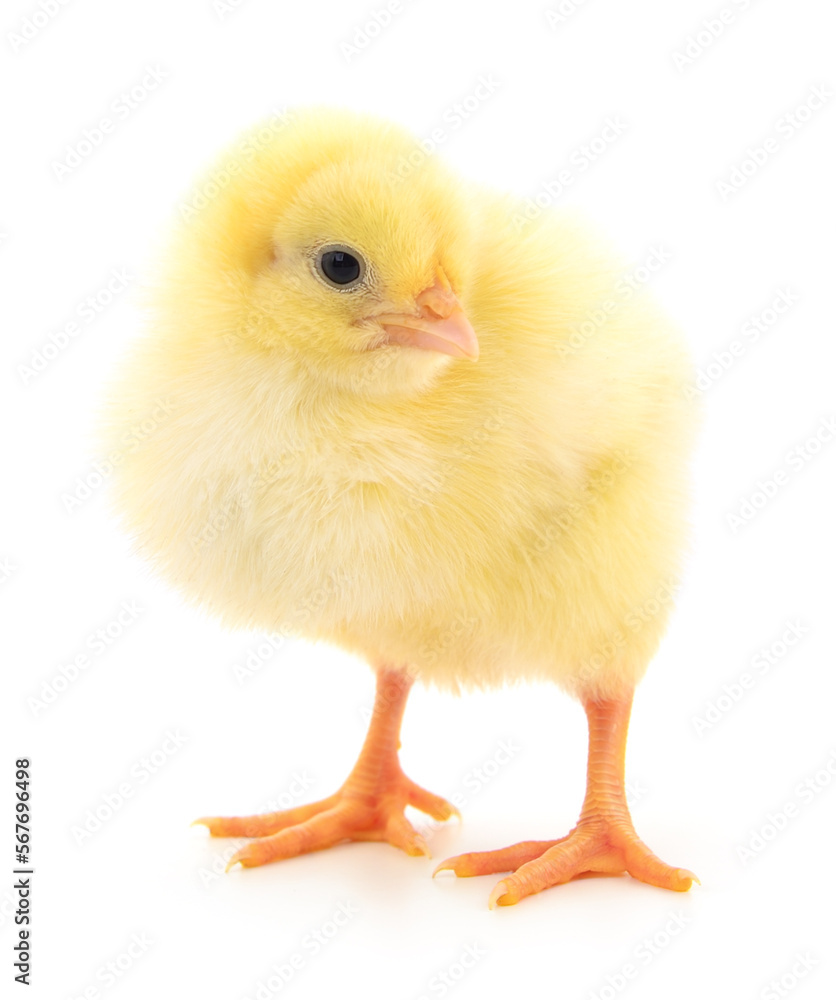Obraz premium Small yellow chicken