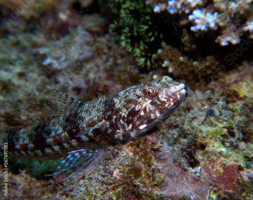 A Sand Lizardfish resting on a rock Boracay Island Philippines