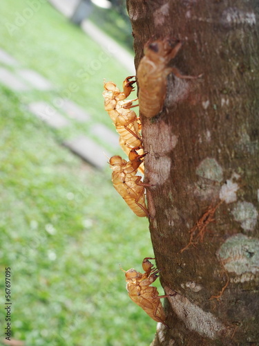 Cicada stains on big wood, 7 bark of cicada stains on trees. Slough off the cicada's golden shell is symbol of stepping into summer, moult to grow. Scientific name: Meimuna opalifera Walker, Pompania  photo