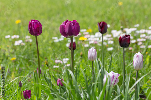 Pink and purple tulips background, spring green lawn with daisy flowers