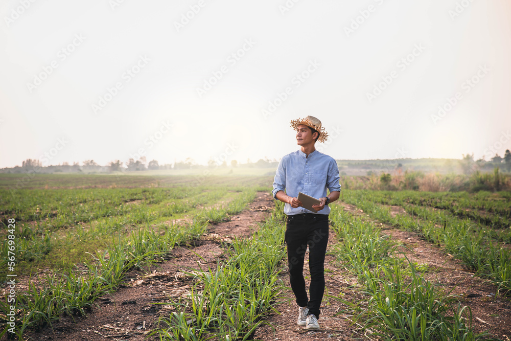 farmer using tablet standing in wheat field. The farmer uses a digital tablet standing in the middle of a cornfield. Smart farming, using modern technologies in agriculture.