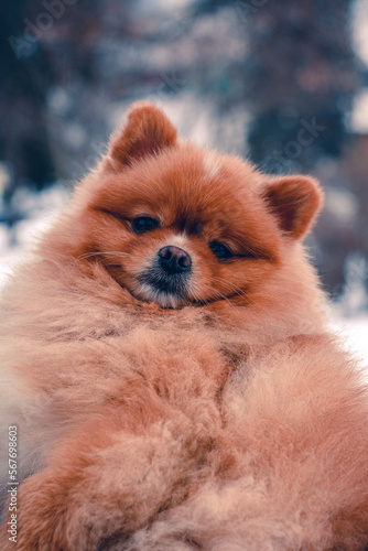 Portrait of a red fluffy Spitz. Decorative dogs.