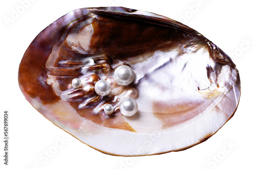 Pearl shell on white background isolated