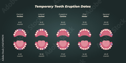 Medical dental diagram illustration. Orthodontist human tooth anatomy. Vector infographics with teeth diagrams.