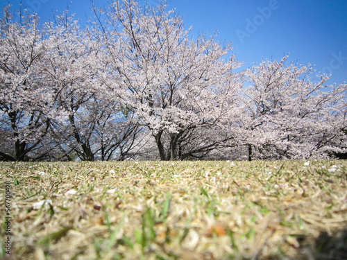 Cherry blossom trees