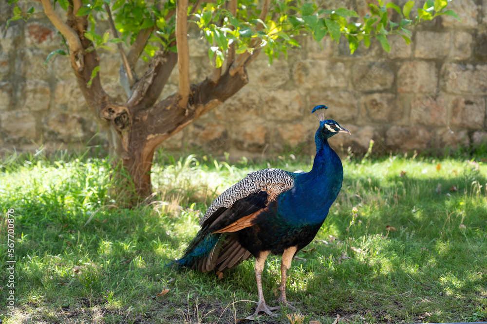 peacock in the garden, Lokrum island. Dubrovnik, Croatia peacock in the garden, Lokrum island. Dubrovnik, Croatia